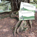 Tree root with a scavenger hunt card attached in a park setting