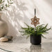 A decorative laser-cut metal winter ornament in a warm brown tone hangs above a small potted fern on a glass table, with a ceramic vase and stones in the softly lit background.
